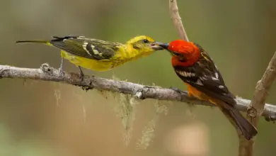 Flame-colored Tanagers Feeding Each Other