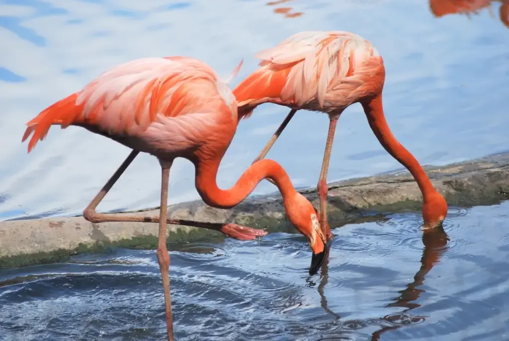 Two Flamingos Drinking Water