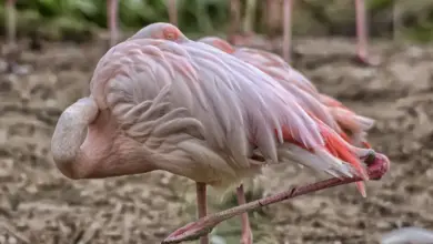 Flamingos Sleep Standing Up
