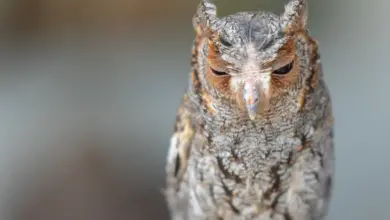 Close Up Image Of Flammulated Owls
