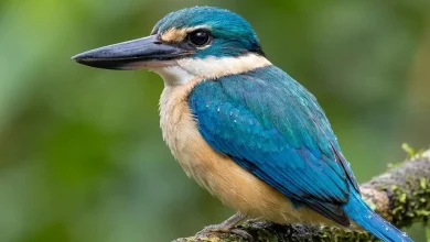 Flat-billed Kingfisher (Todiramphus recurvirostris)