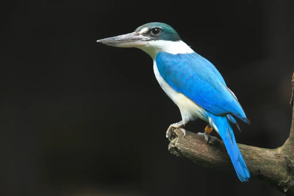 Flat-billed Kingfishers Image