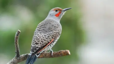 Flickers Perched on a Tree Branch