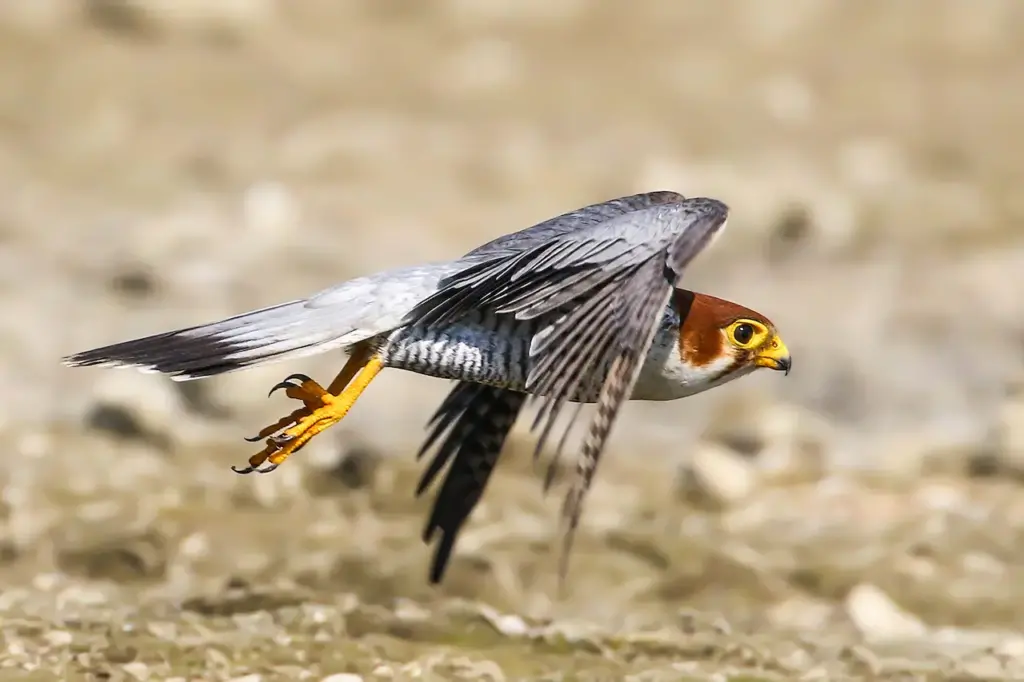 Flight of a Red Necked Falcon Looking For Food 