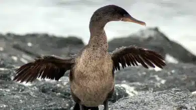 Flightless Cormorants Drying its Wings