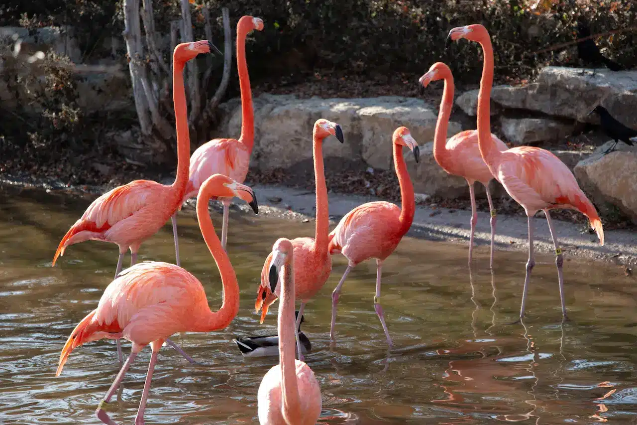 Flock Of Flamingos In Water