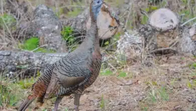Florida Wild Turkey