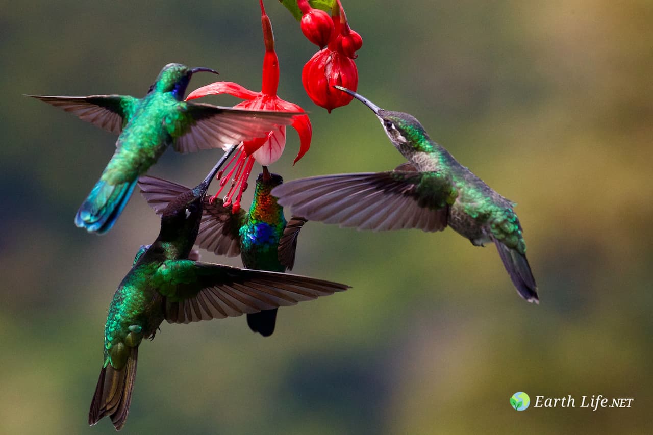 Flowers that Attract Hummingbirds