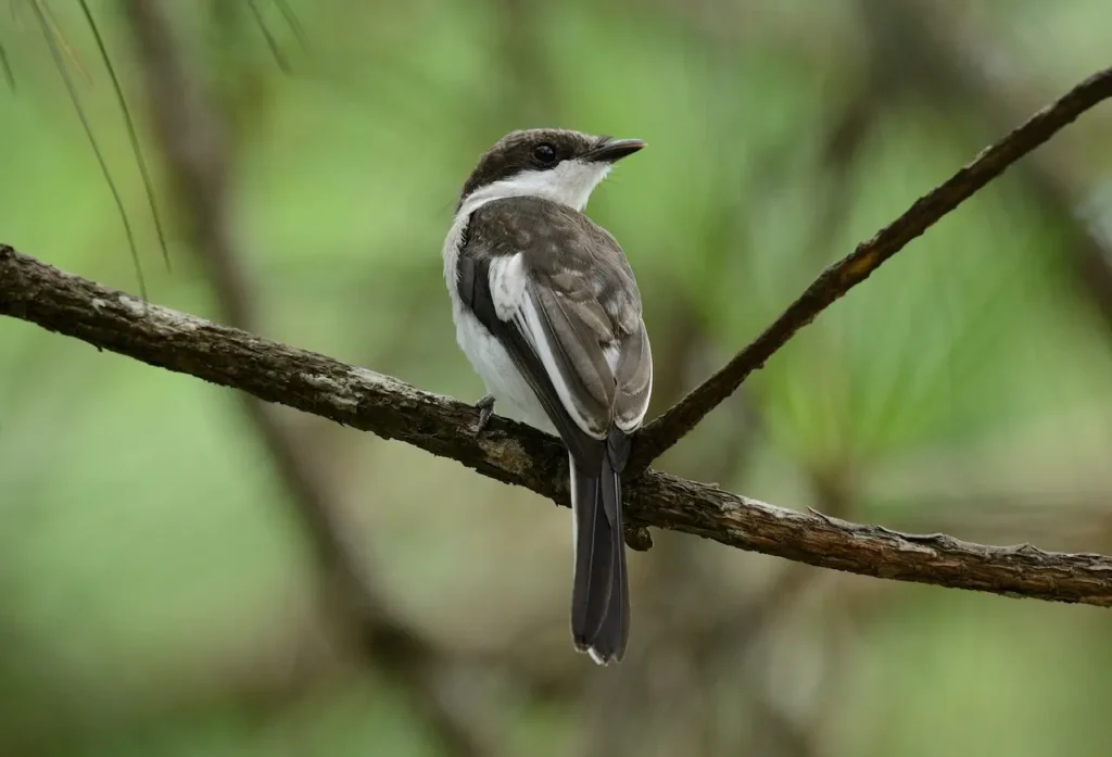 Flycatcher-shrikes