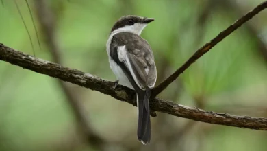 Flycatcher-shrikes