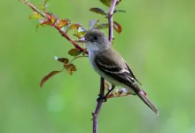 Flycatchers on a Thorn