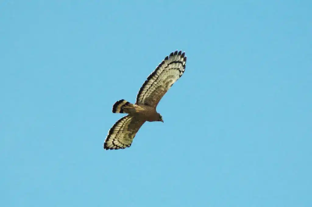 A Flying Blyth's Hawk Eagle