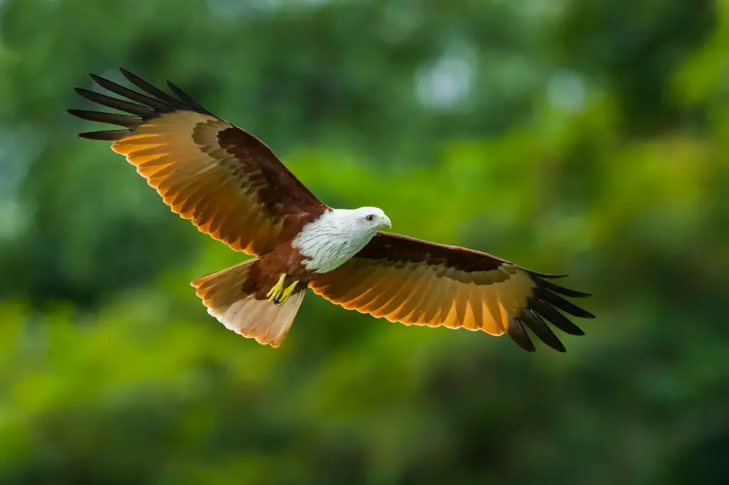 A Flying Brahminy Kite 