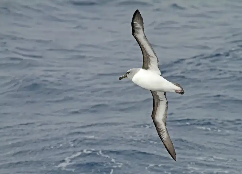 Flying Grey-headed Albatrosses