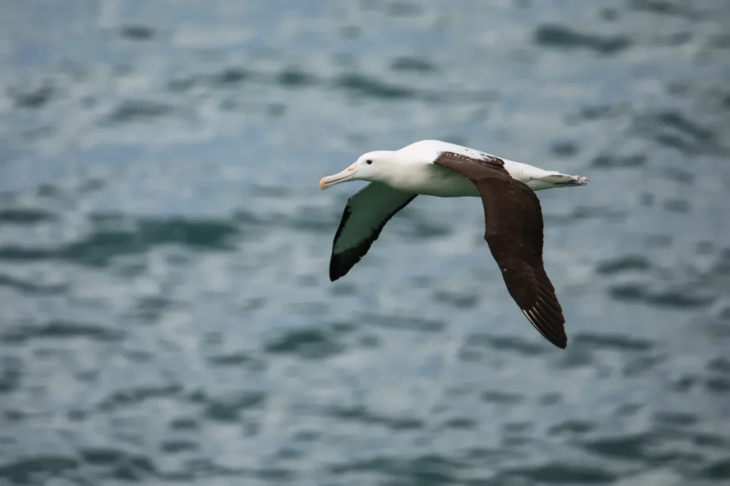 Flying Northern Royal Albatross 
