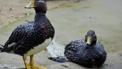 Flying steamer Ducks Couple Standing And Sitting