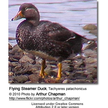Flying Steamer Duck, Tachyeres patachonicus