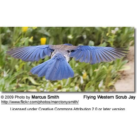 Flying Western Scrub Jay