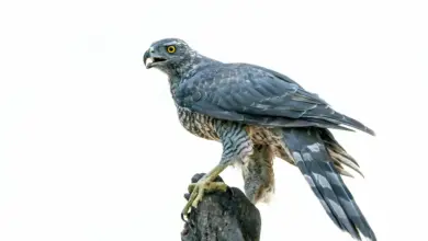 Forest Falcon