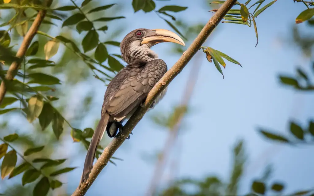 Sri Lanka Grey Hornbill Forest Inland Birds Found in Sri Lanka