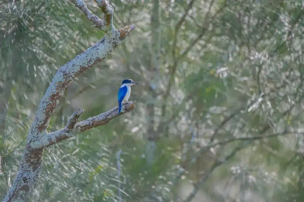 A Blue Forest Kingfisher Perched on a Tree Branch