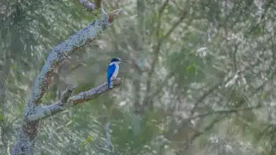 Forest Kingfisher (Todiramphus macleayii) On a Tree Branch