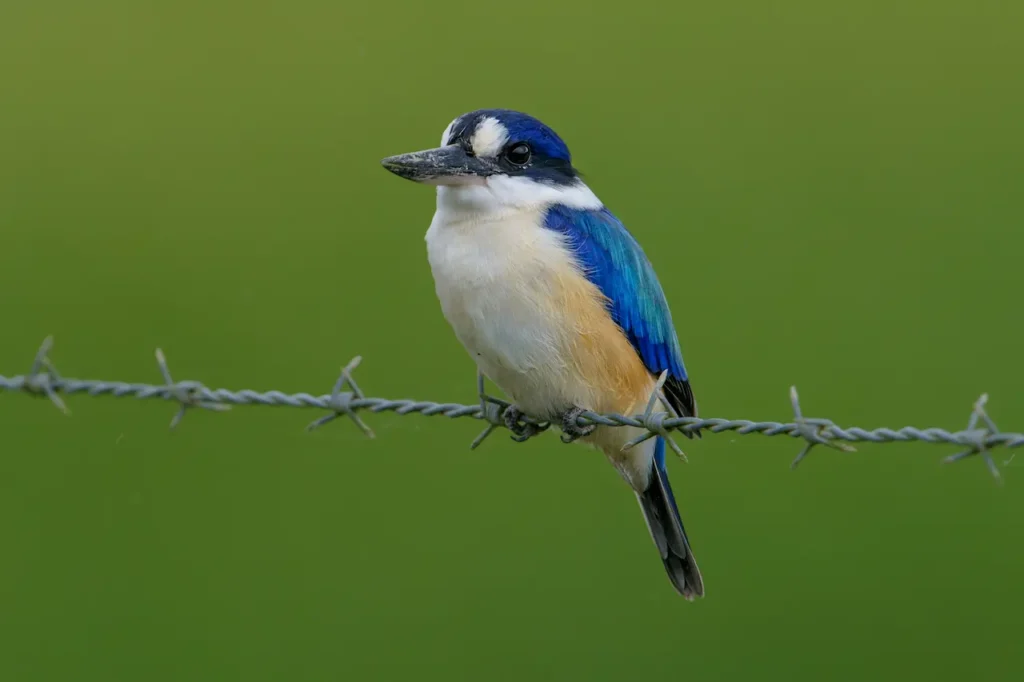 A Blue Forest Kingfisher Sitting on a Wire