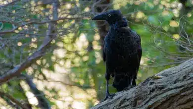 Forest Ravens Perched on A Tree