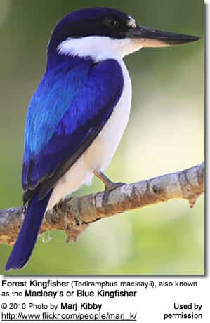 Forest Kingfisher (Todiramphus macleayii), also known as the Macleay’s or Blue Kingfisher
