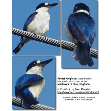 Forest Kingfisher (Todiramphus macleayii), also known as the Macleay’s or Blue Kingfisher