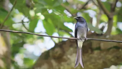 A Fork-tailed Drongo is sitting on a tree branch.