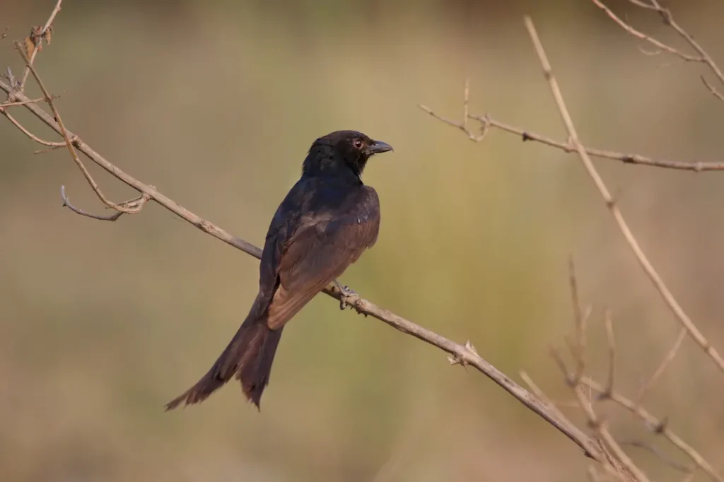 Fork-tailed Drongos Image
