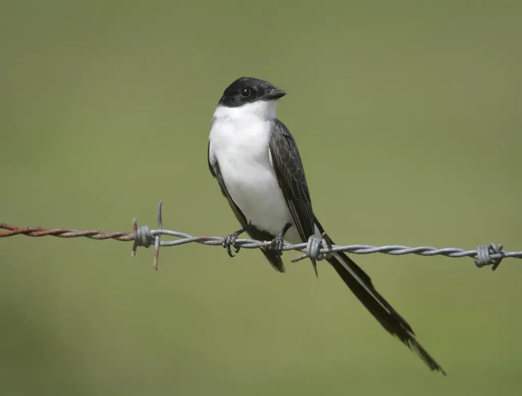 Fork-tailed Flycatchers on a Wire 
