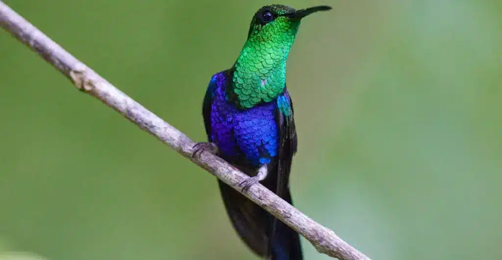 The Fork-tailed Woodnymphs Perched On A Branch