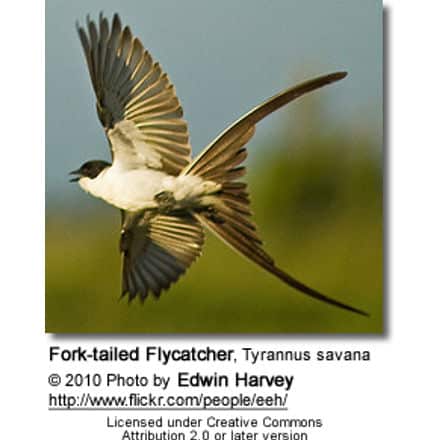 Fork-tailed Flycatcher, Tyrannus savana