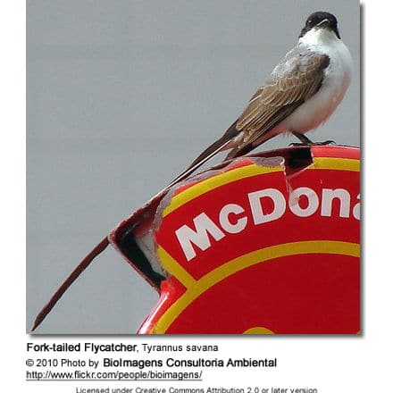 Fork-tailed Flycatcher, Tyrannus savana