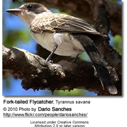 Fork-tailed Flycatcher, Tyrannus savana