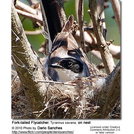 Fork-tailed Flycatcher, Tyrannus savana, on nest