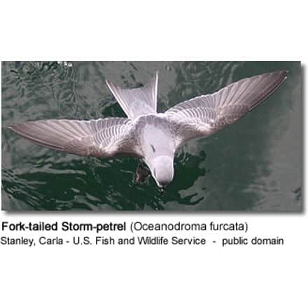 Fork-tailed Storm-petrel (Oceanodroma furcata)