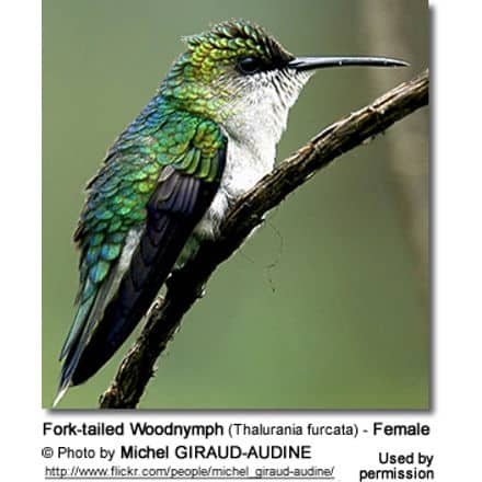 Fork-tailed Woodnymph (Thalurania furcata) - Female