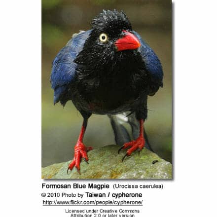 Formosan Blue Magpie