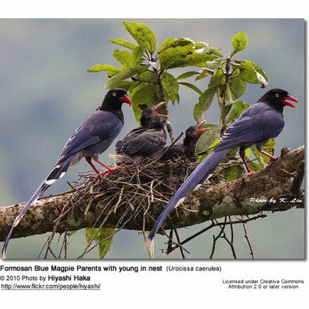 Formosan Blue Magpie Family