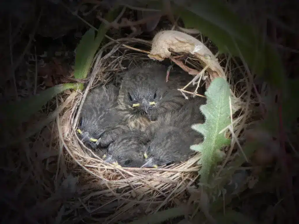 Four Dark-eyed junco (Junco hyemalis) Chicks In A Nest