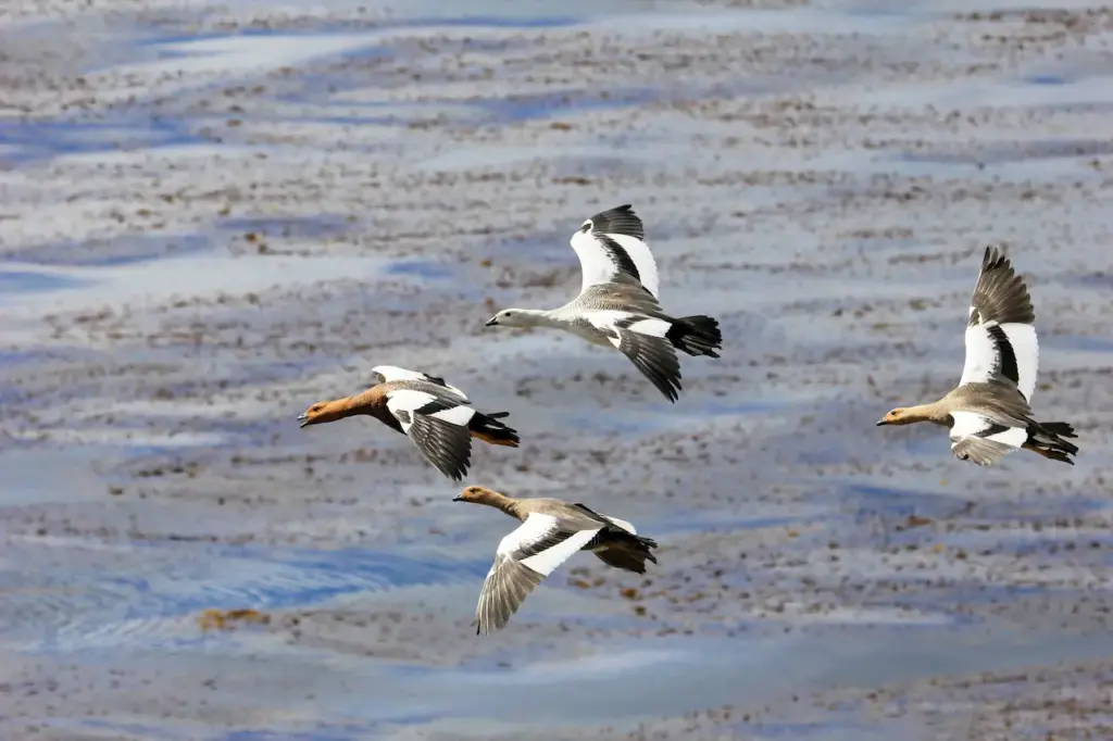 Four Kelp Geese Flying In The Air