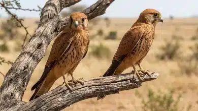 Fox Kestrels