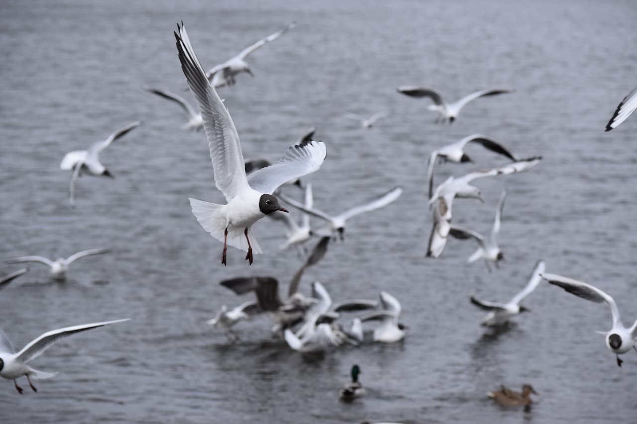 A group of Franklin's Gulls in the sea searching for food