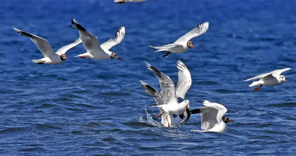 Franklin's Gulls Hunting Small Fish in the Ocean