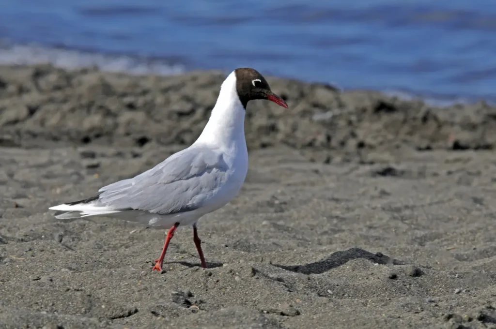 Franklin's Gulls Searching for Food 
