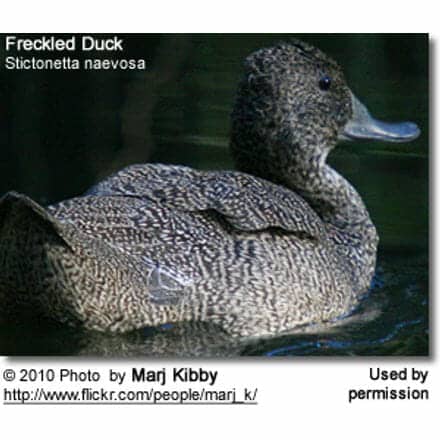 Freckled Duck (Stictonetta naevosa)
