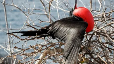 The Frigatebirds Perched Into The Woods